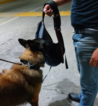 Con elementos de la Unidad Canina refuerzan la vigilancia en la carretera de Huaypix