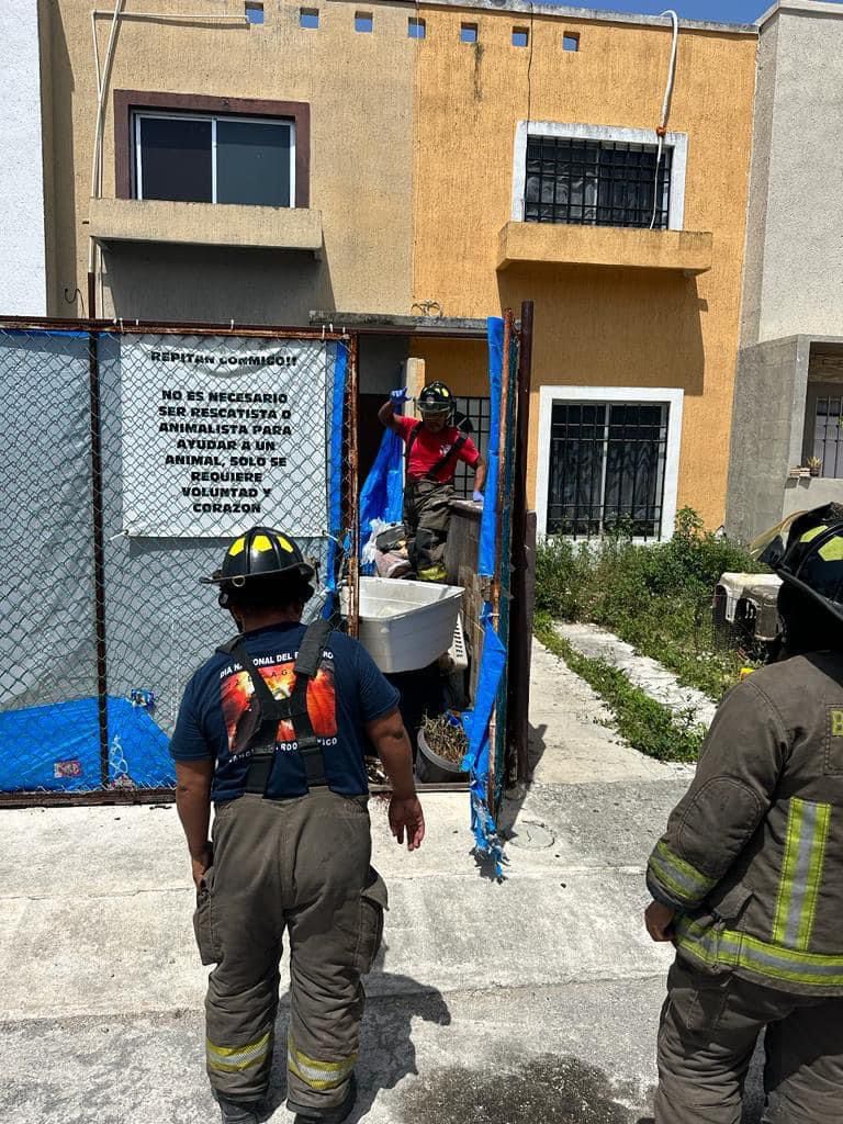 Rescatan a 5 perros con vida y hayan 23 muertos en casa de Cancún presuntamente usada como refugio de animales