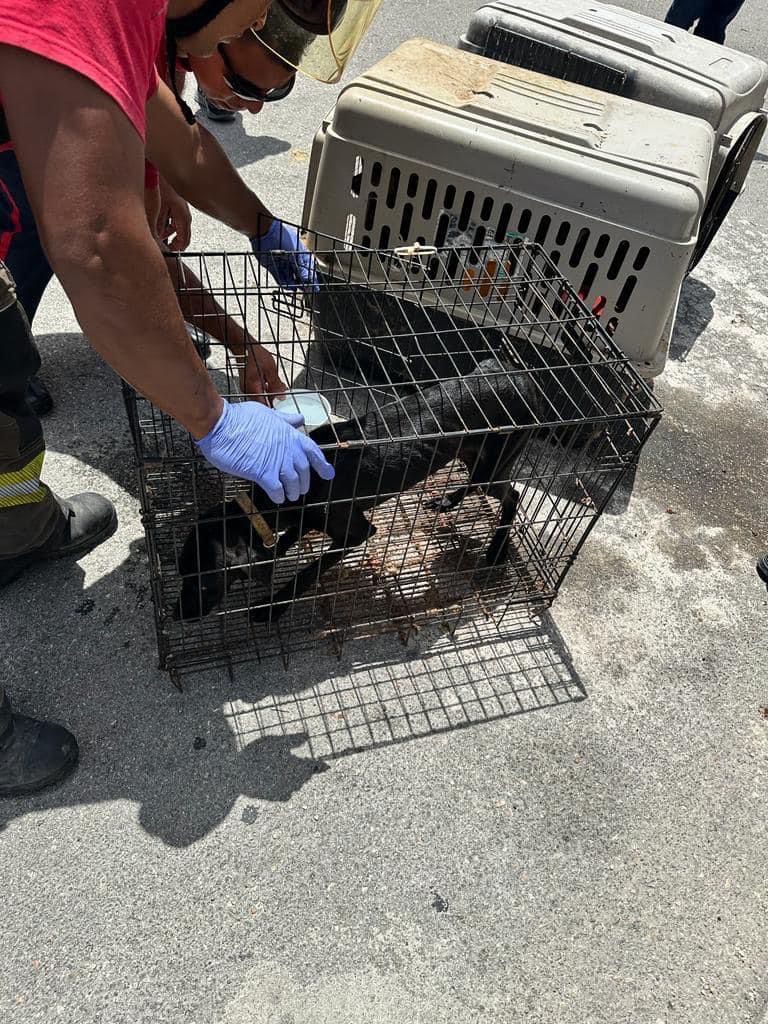 Rescatan a 5 perros con vida y hayan 23 muertos en casa de Cancún presuntamente usada como refugio de animales