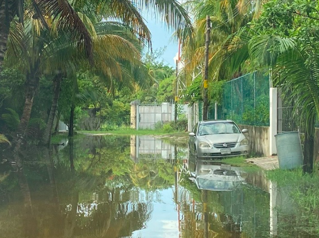 Continúa la deforestación de mangle en Punta Sam