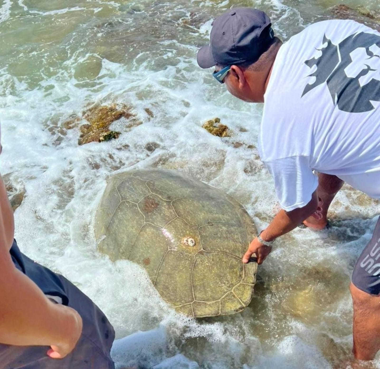 Rescatan y liberan tortuga marina que encalló en Punta Sur de Cozumel