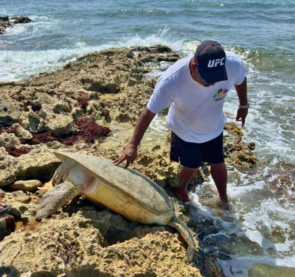 Rescatan y liberan tortuga marina que encalló en Punta Sur de Cozumel