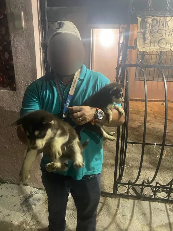 Rescatan en Cancún a una canina y 4 cachorros por posible maltrato animal