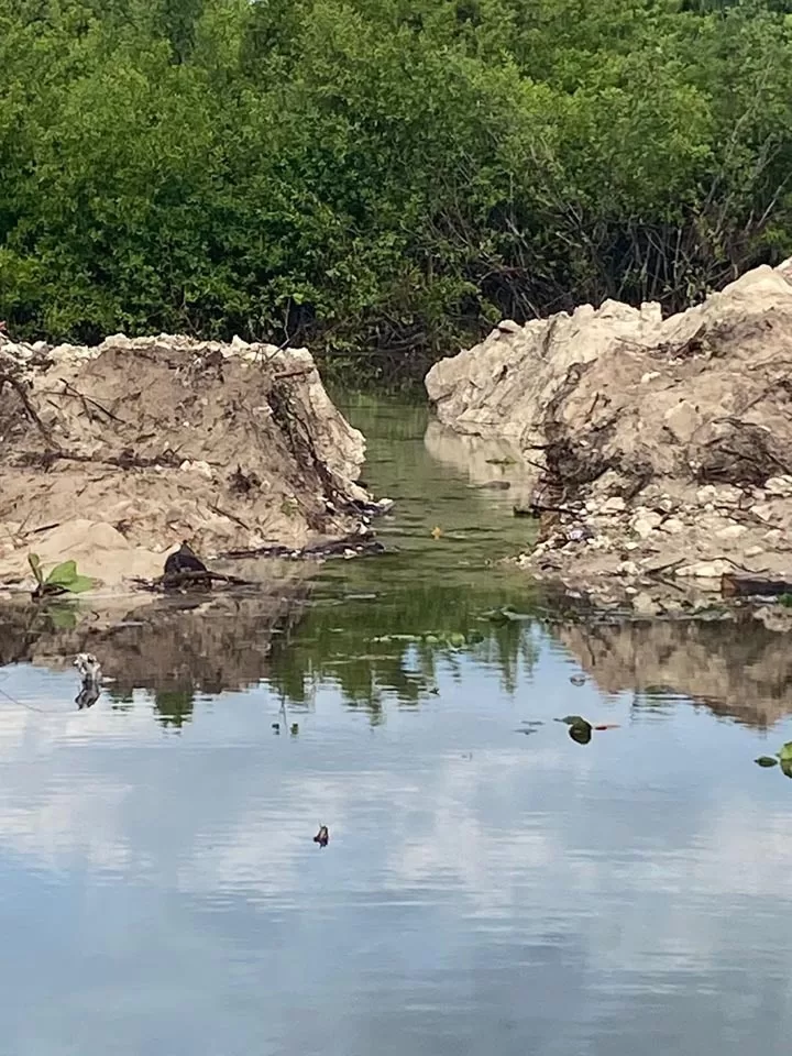 Continúa la deforestación de mangle en Punta Sam