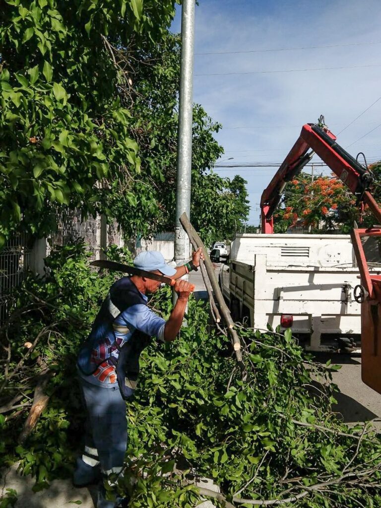 Realizan poda de árboles por temporada de lluvias