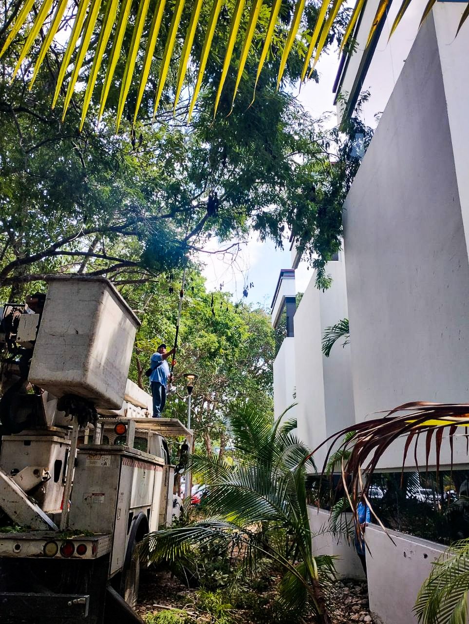 Realizan poda de árboles por temporada de lluvias