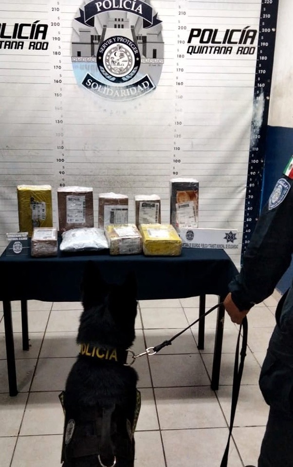 Unidad Canina logra varios aseguramientos de drogas