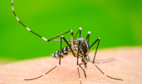 Quintana Roo registra 4 muertes por dengue y más de 2,700 casos confirmados