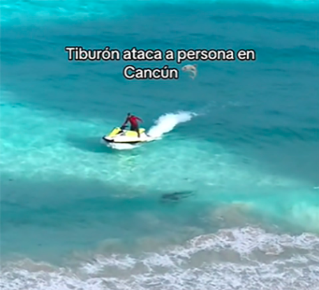 Avistan impresionante tiburón toro en las aguas de Cancún