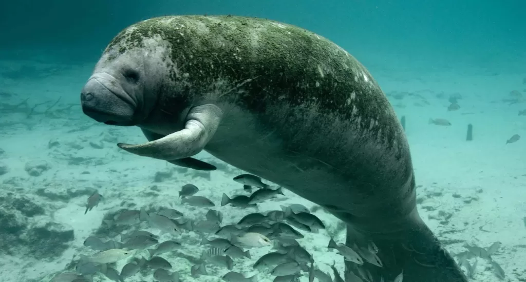 Quintana Roo con población baja de manatíes, cambio climático afecta a la especie en extinción