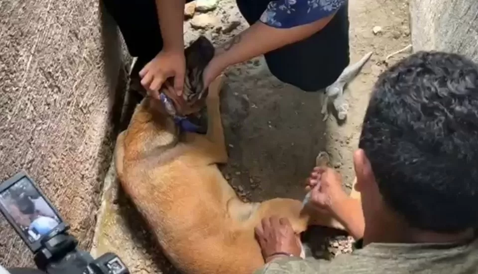 Encuentran perros muertos en calles de una colonia de Chetumal