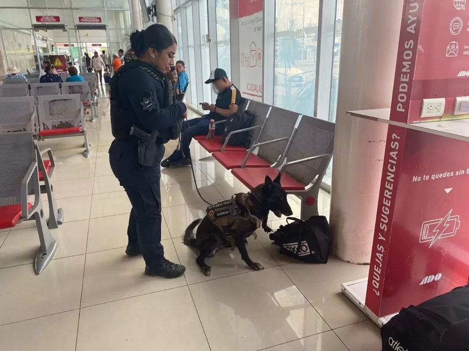 Aseguran droga en terminal de pasajeros de Chetumal