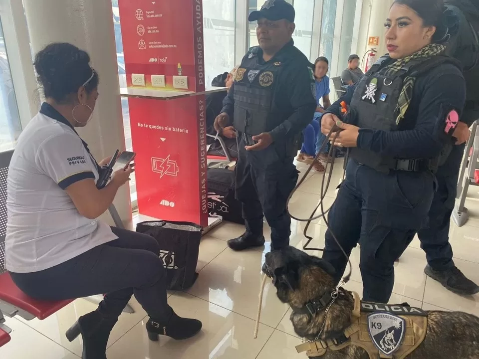 Aseguran droga en terminal de pasajeros de Chetumal