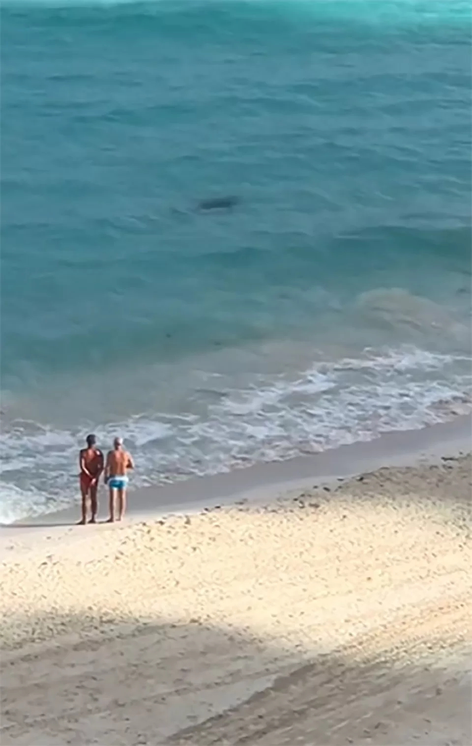 Avistan impresionante tiburón toro en las aguas de Cancún