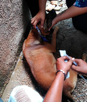 Vinculan a proceso por maltrato animal al dueño de canino