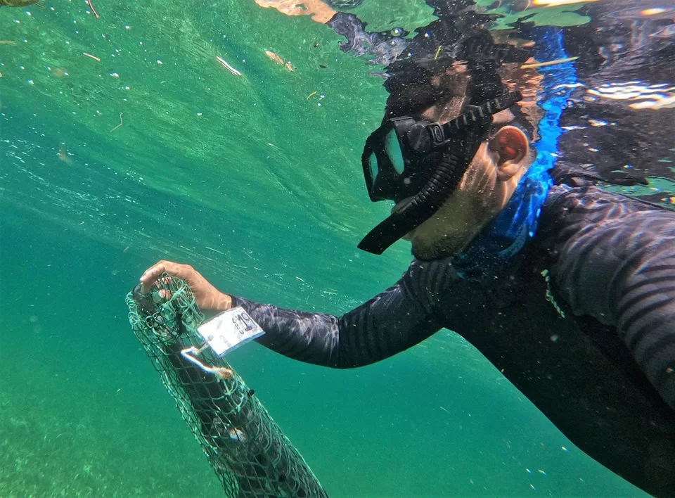 Realizan monitoreo de ejemplares del Santuario del Manatí-Bahía de Chetumal