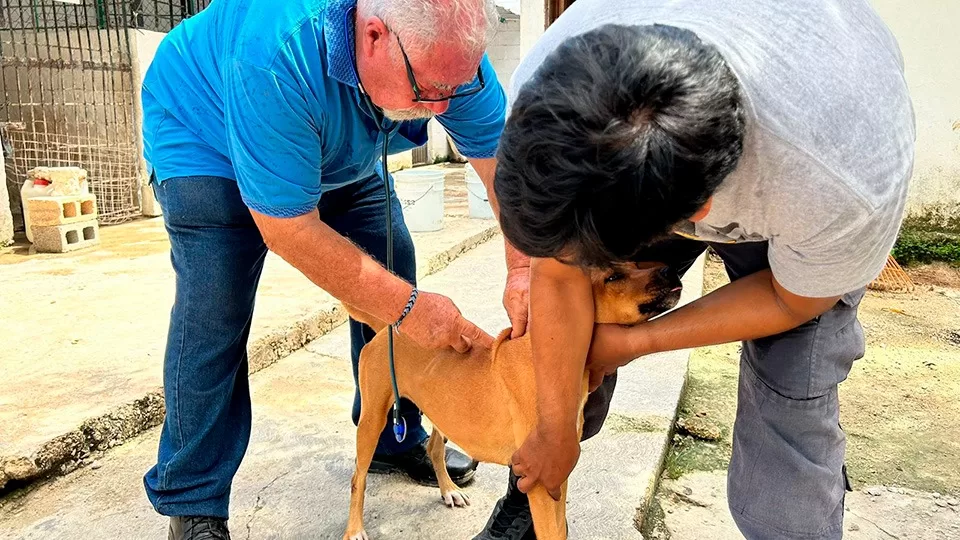 Vinculan a proceso por maltrato animal al dueño de canino