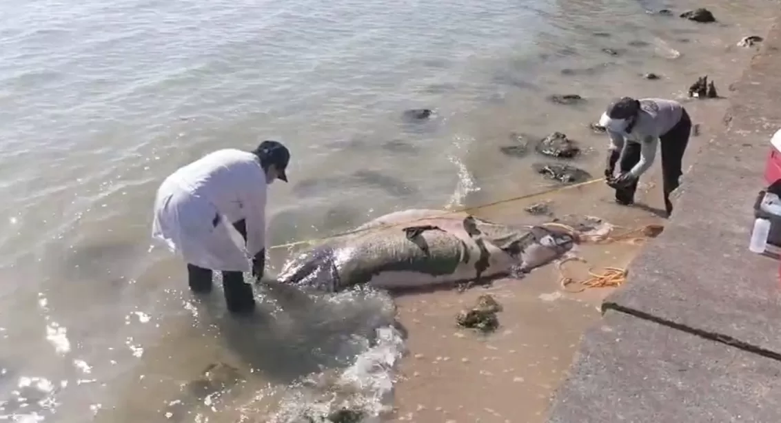 Hallazgo de manatí muerto en la Bahía de Chetumal despierta preocupación