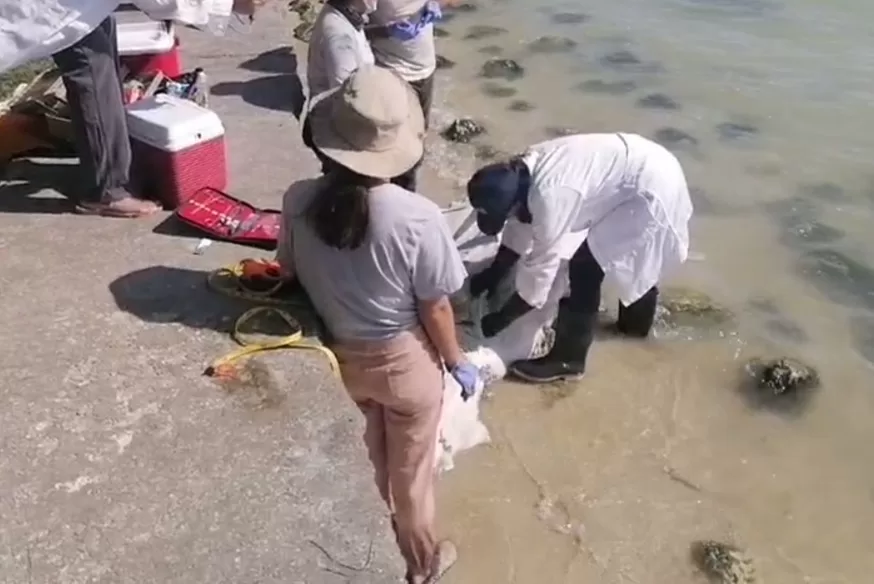 Hallazgo de manatí muerto en la Bahía de Chetumal despierta preocupación