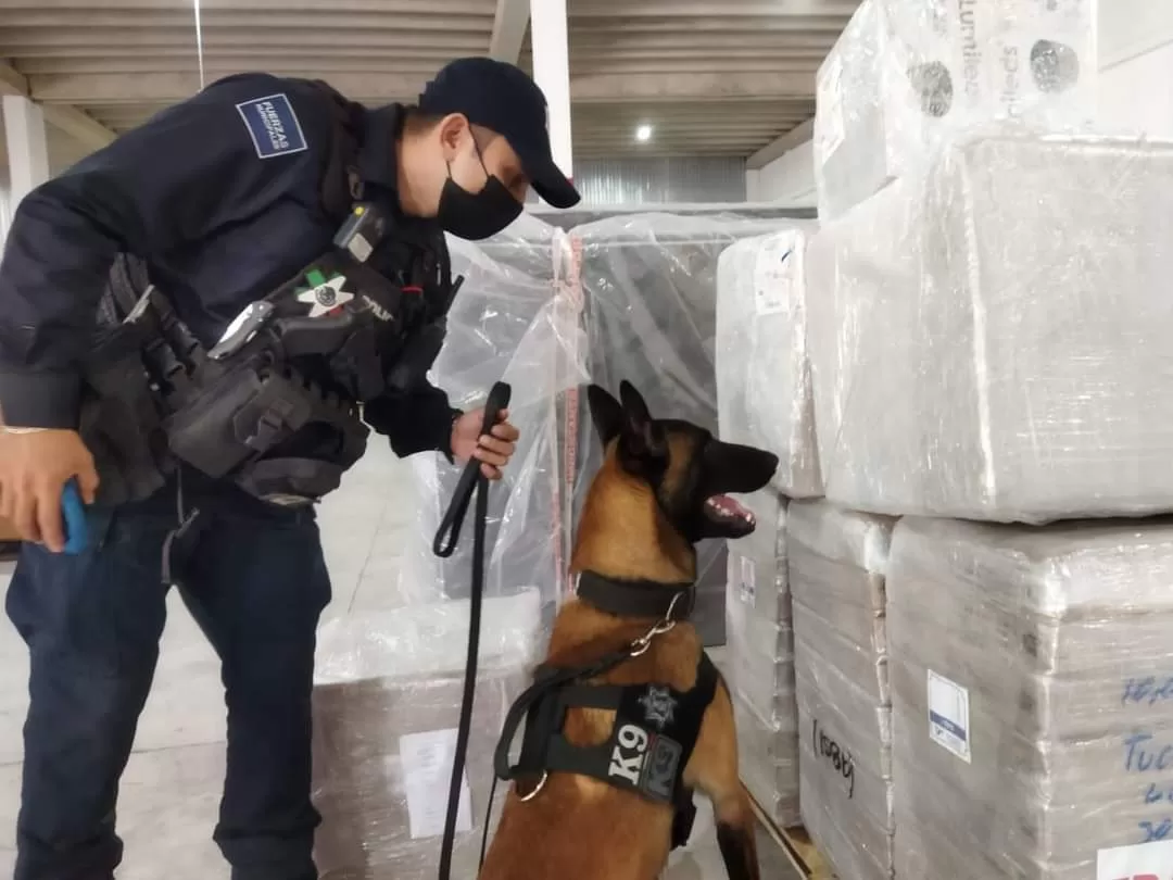 Con binomios caninos refuerzan la seguridad en Solidaridad