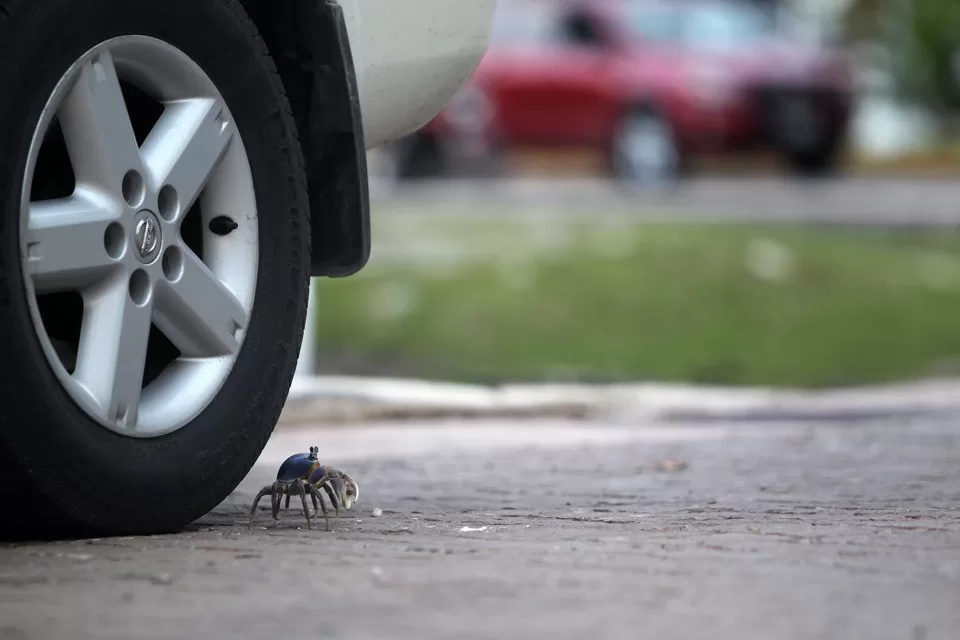 Exhortan a automovilistas de Cancún a extremar precauciones para proteger al cangrejo azul