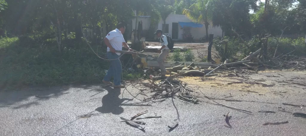 Fuertes vientos derriban árboles en municipio de Lázaro Cárdenas