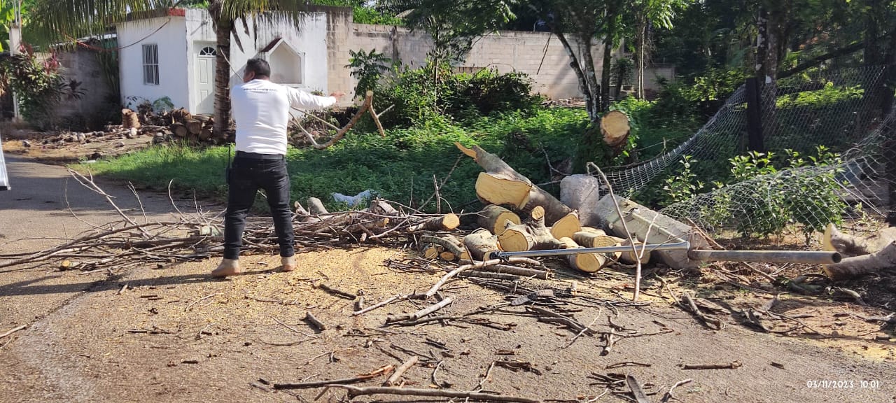 Fuertes vientos derriban árboles en municipio de Lázaro Cárdenas