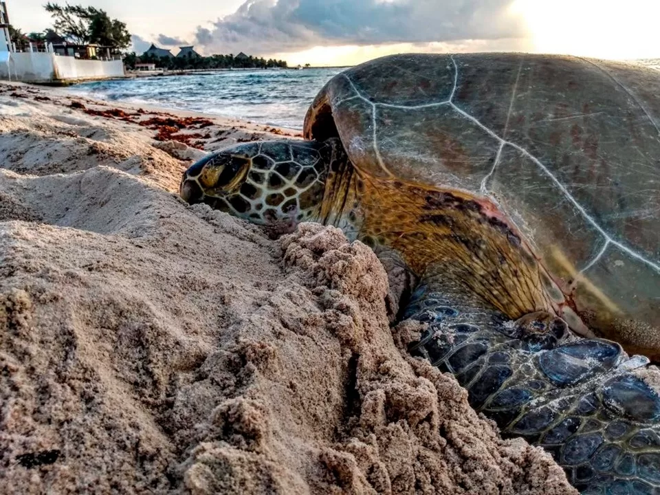 Aún fuera de temporada sigue el arribo de tortugas marinas en Solidaridad