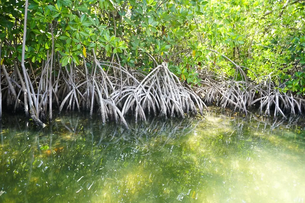 Manglares de Puerto Morelos cerca de convertirse en ANP