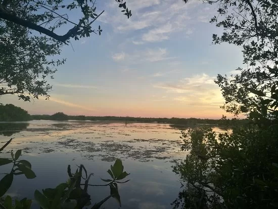 Manglares de Puerto Morelos cerca de convertirse en ANP