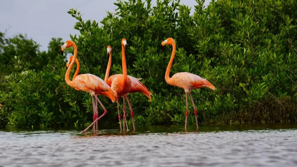 Registran la llegada de flamencos rosados a Punta Sur de Cozumel