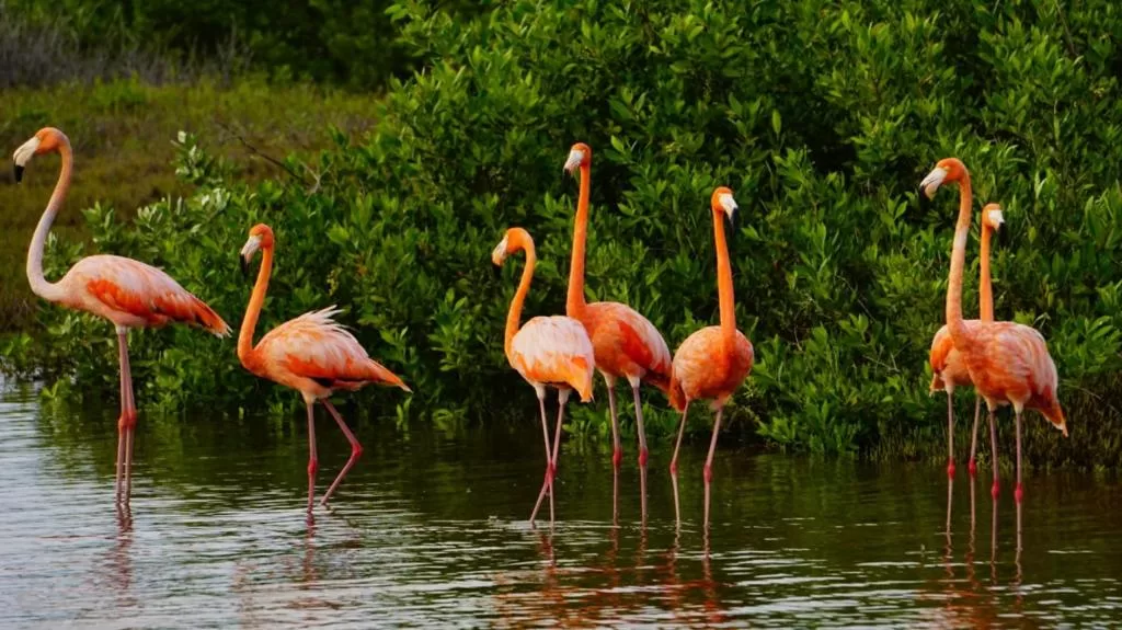 Registran la llegada de flamencos rosados a Punta Sur de Cozumel