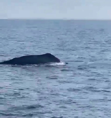 Expectación en redes sociales por avistamiento de ballena jorobada cerca de Cozumel