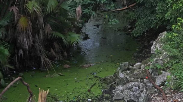 Contaminación alarmante en cenotes urbanos