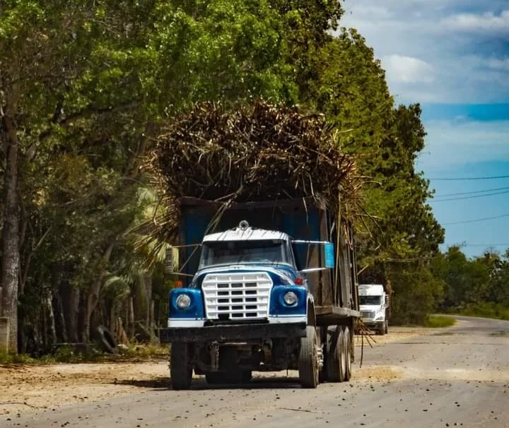 Revisión en la zona cañera de Quintana Roo para evitar que menores trabajen