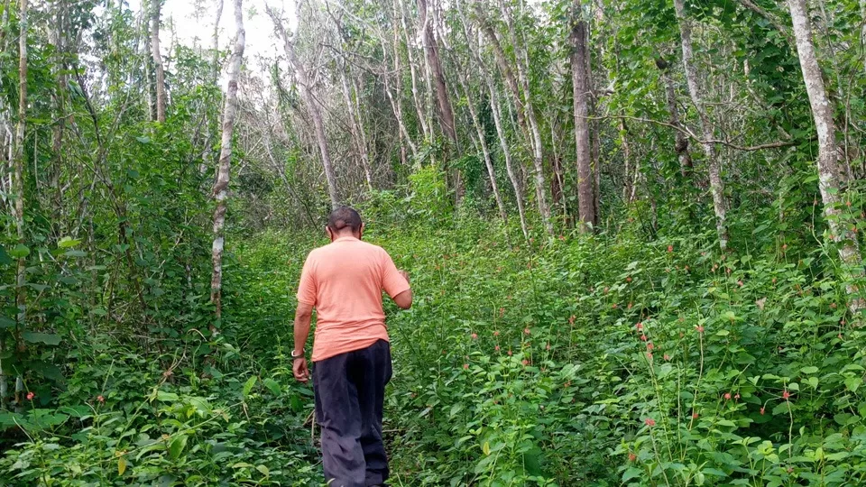 “Las Cabañuelas” siguen vigentes en las comunidades rurales de Lázaro Cárdenas