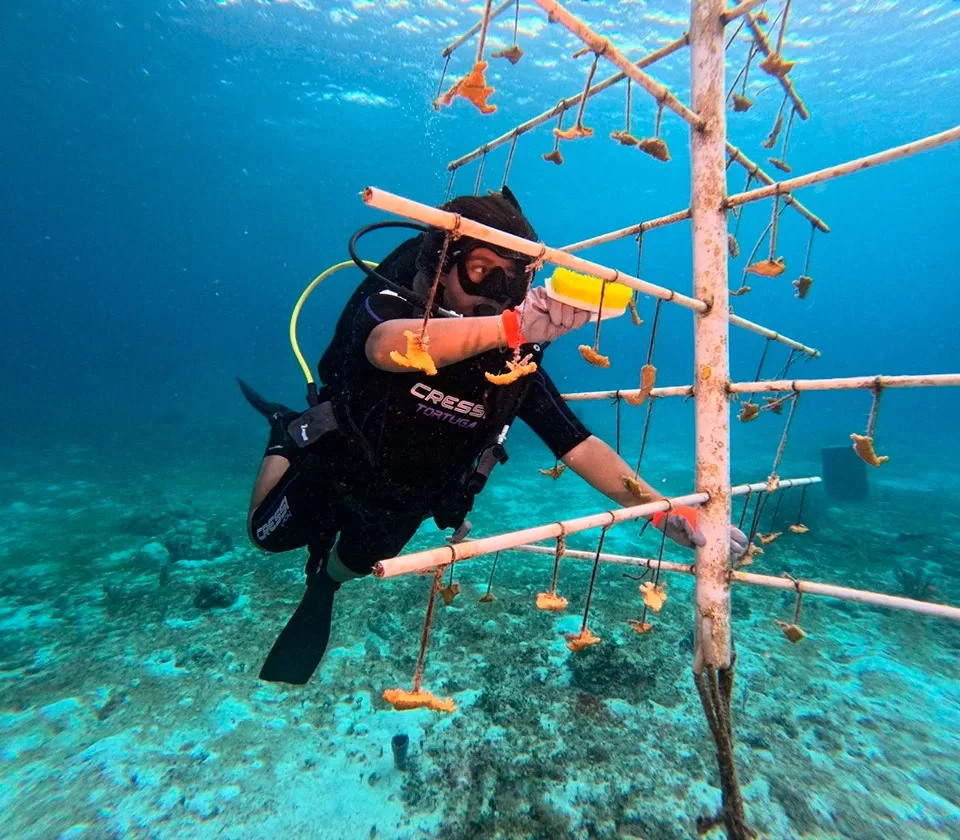 Fundación mantiene monitoreo, mantenimiento y limpieza de arrecifes en Cozumel