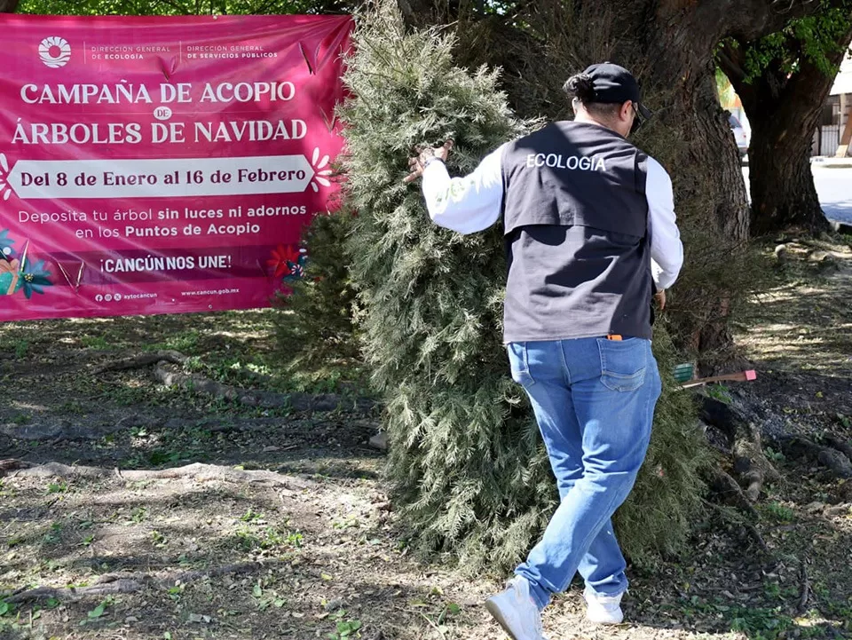 Abiertos 26 centros de acopio para llevar árboles navideños