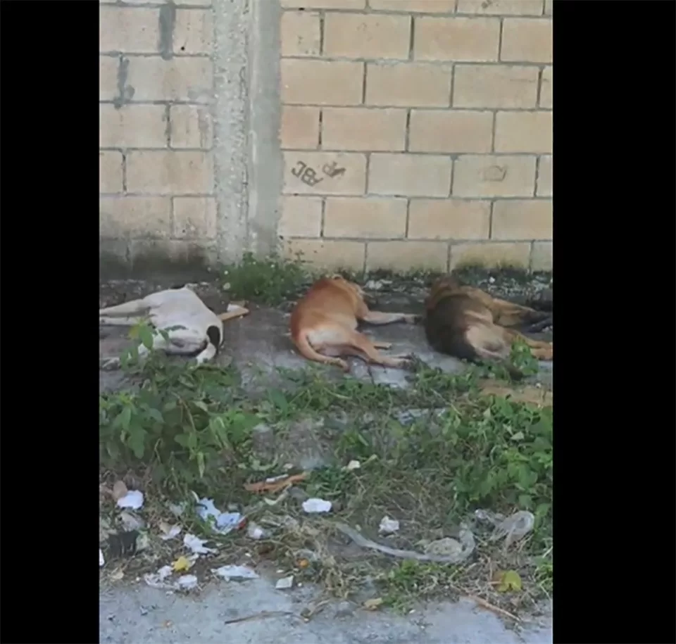 Desalmado envenena masivamente a perros en la Región 237