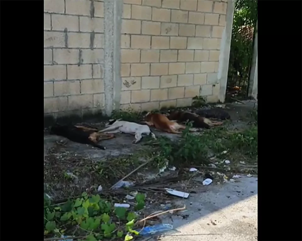 Desalmado envenena masivamente a perros en la Región 237