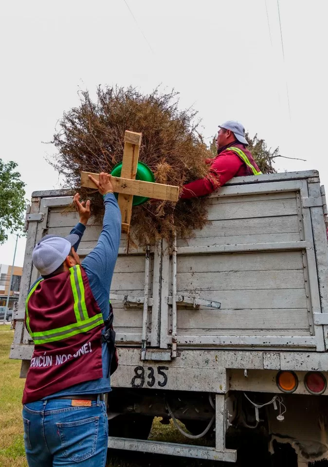 Habilitan 26 puntos en Cancún para el acopio de árboles de Navidad