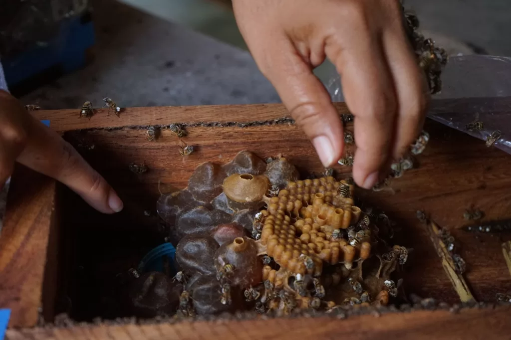 Apicultores de la zona maya se promocionarán en festivales gastronómicos