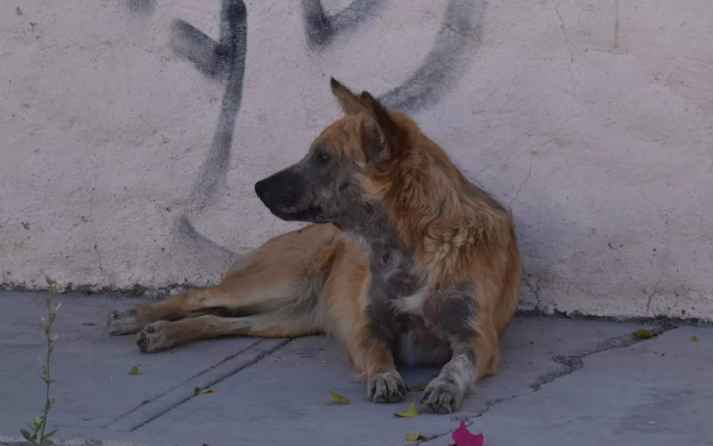 Hay 160 mil perros en el abandono en BJ