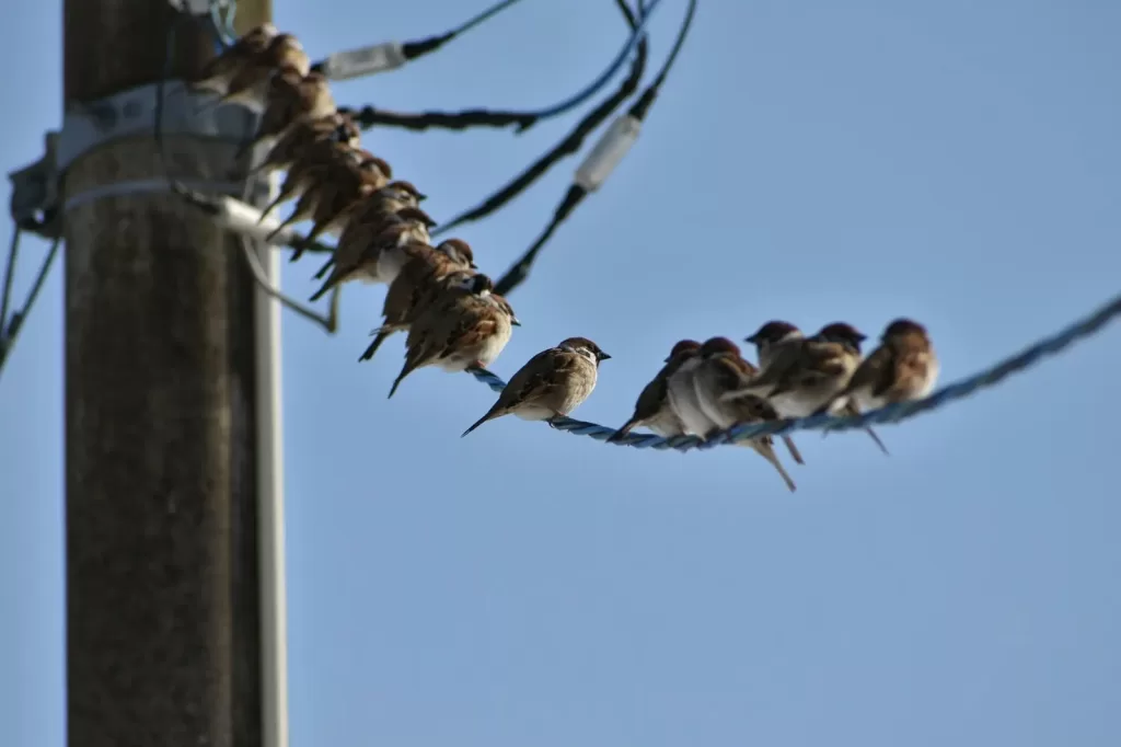 Urbanización y calentamiento global afectan poblaciones de aves 