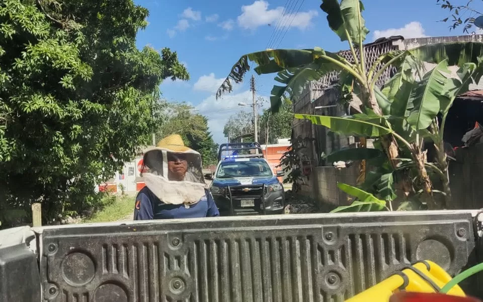 Abejas africanas atacan a un hombre en poblado del municipio de Lázaro Cárdenas