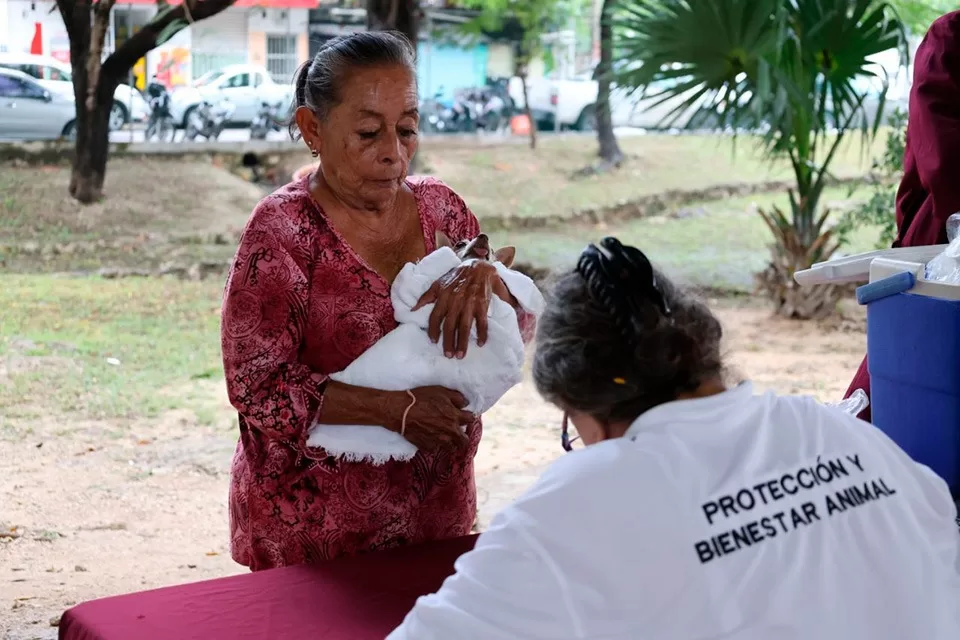 Realizan en enero más de 100 atenciones a animales de compañía y callejeros de Cancún