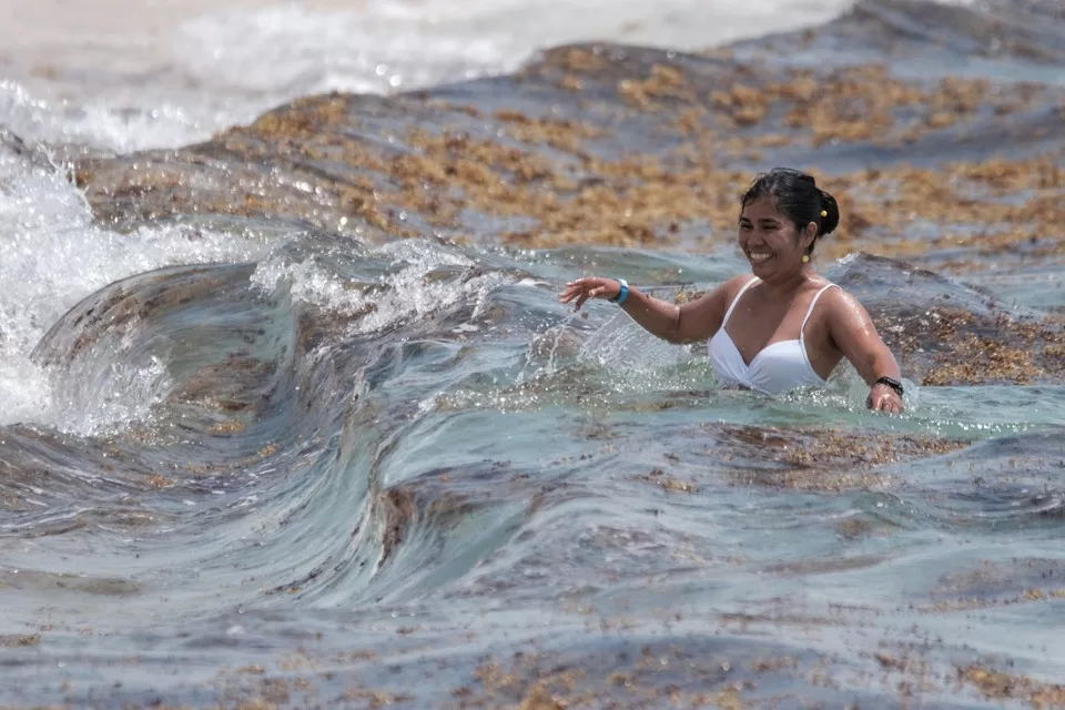 Habrá mayor recale de sargazo este año en el verano