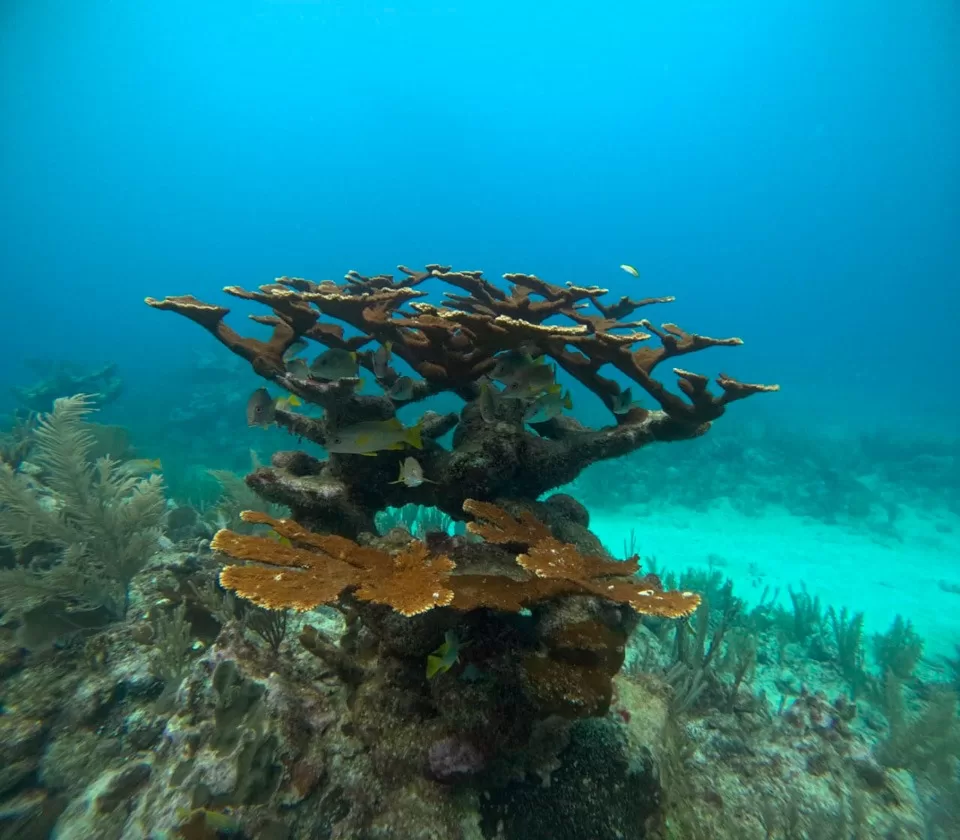 Eco-Bahía y Oceanus se unen para preservar el Sistema Arrecifal Mesoamericano