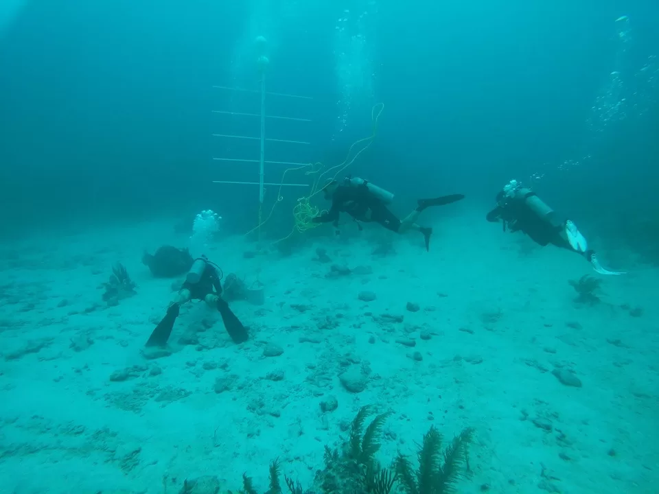 Eco-Bahía y Oceanus se unen para preservar el Sistema Arrecifal Mesoamericano