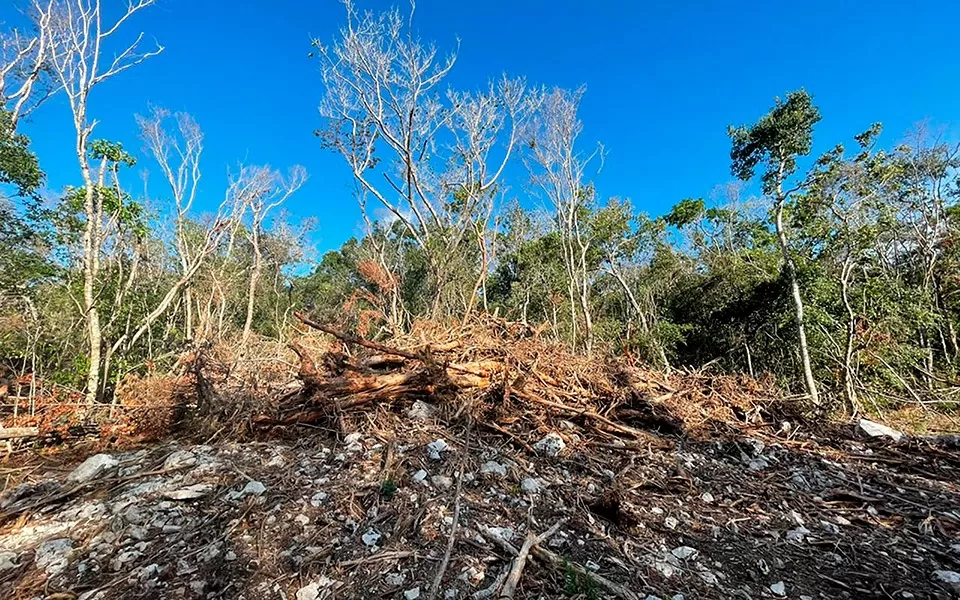 Exigen “blindar” selva quintanarroense devastada por el Tren Maya